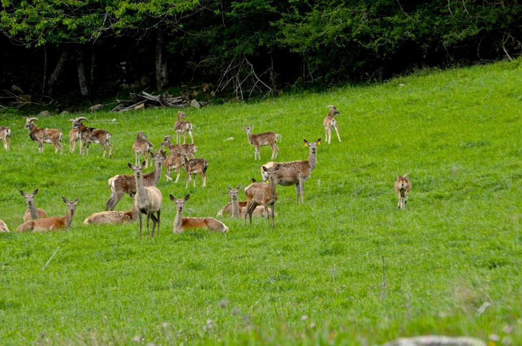 Agriturismo Il Passeggere Villa Bruscoli Luaran gambar